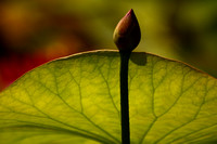 Water Lily Bud