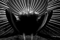 Animals and Insects - Black and White