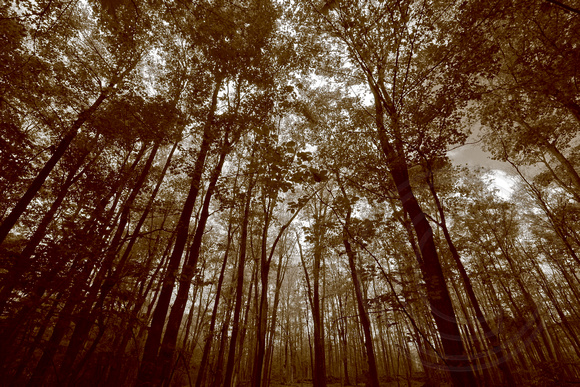 Sepia Forest